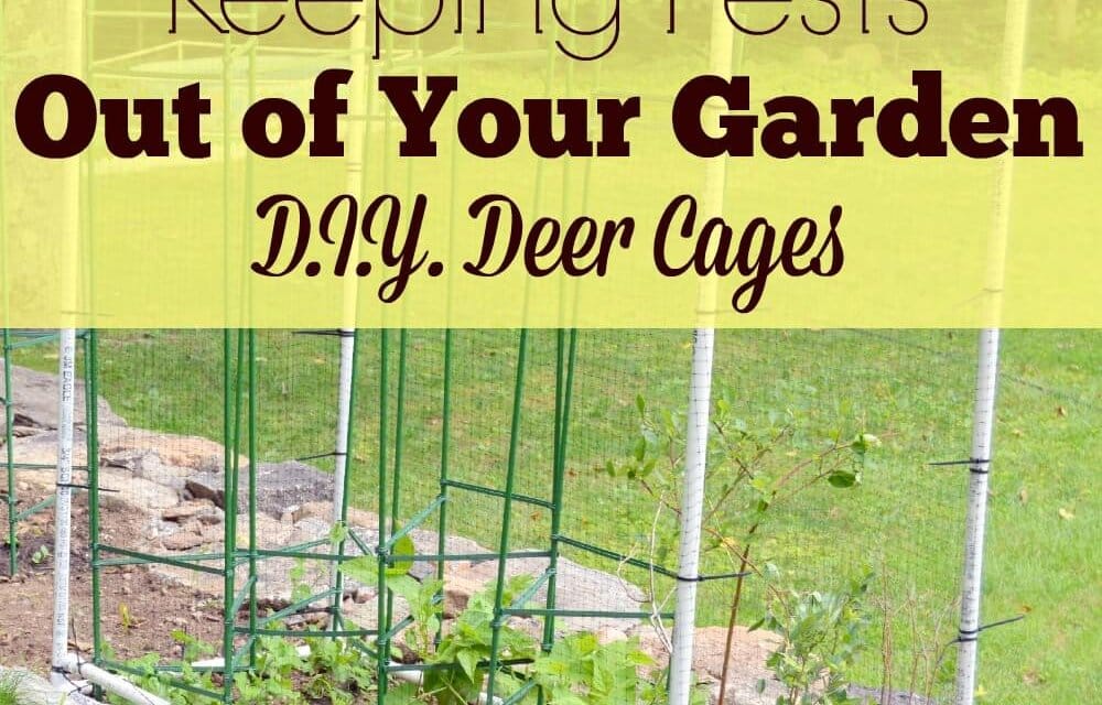 Keeping Pests Out of Your Garden: D.I.Y. Deer Cages