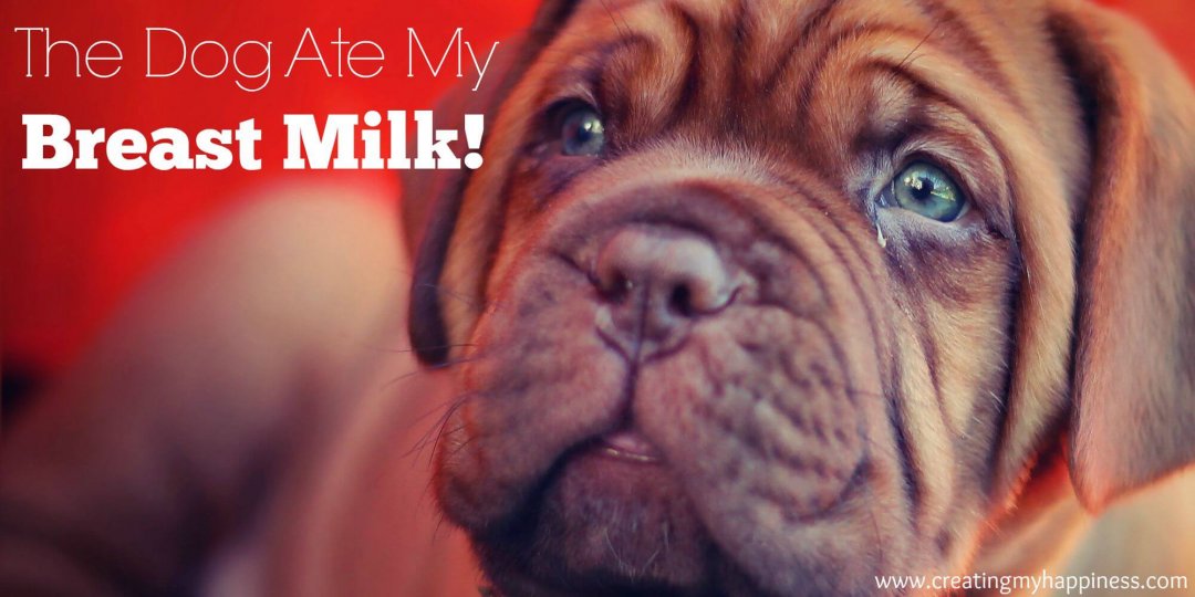The Dog Ate My Breast Milk Creating My Happiness