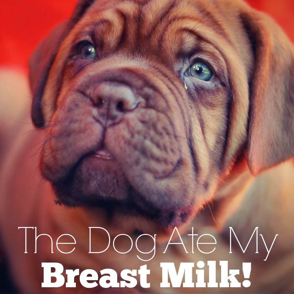 The Dog Ate My Breast Milk