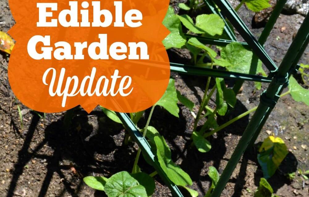 Edible Garden Update