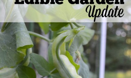 August Edible Garden Update