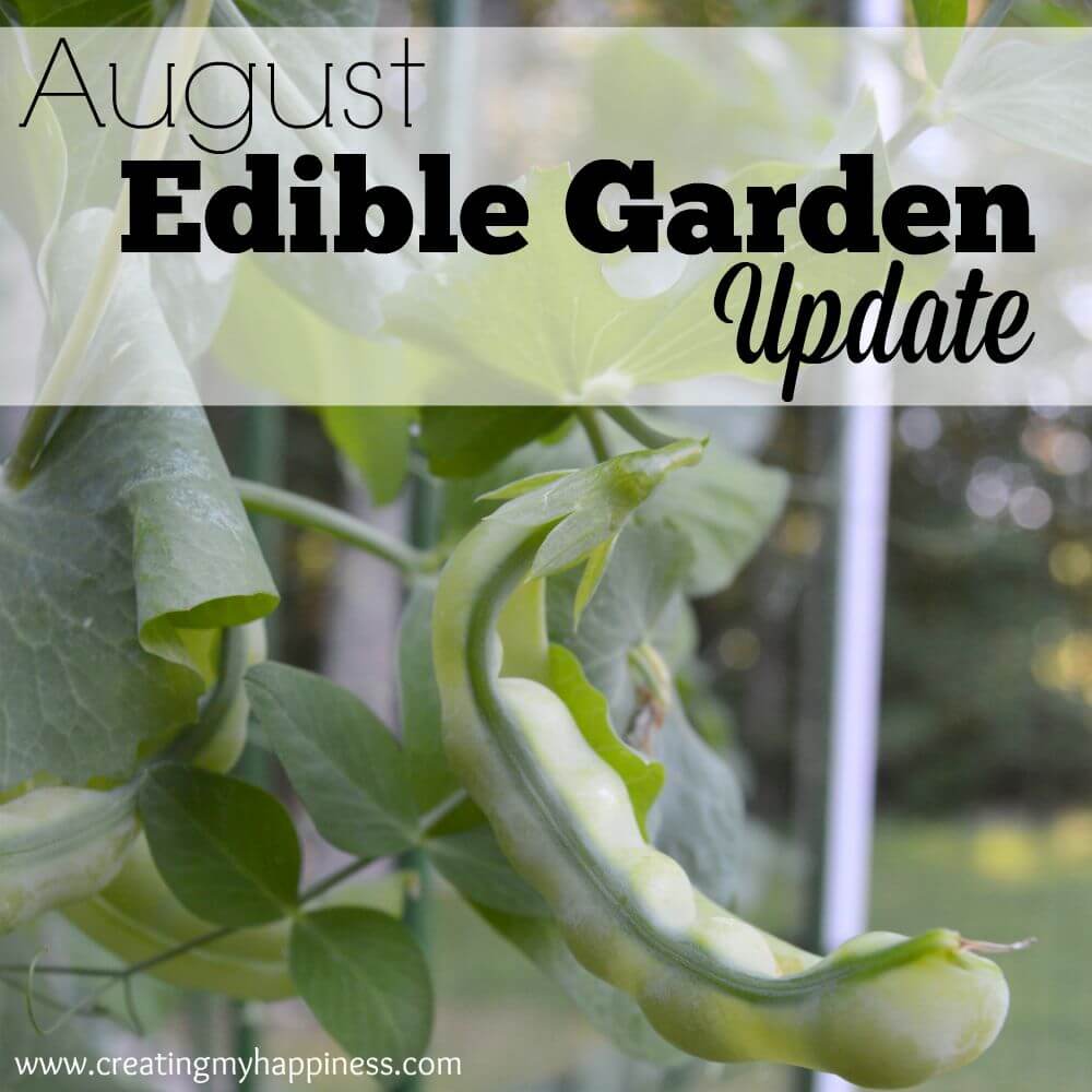 August Edible Garden Update | Creating My Happiness