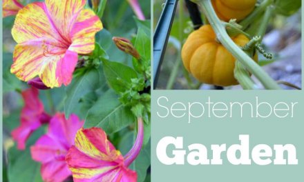 September Garden Update