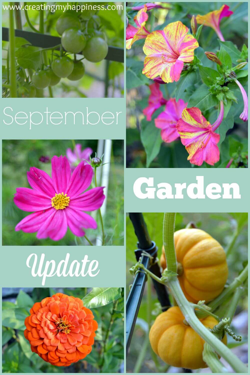 It seems that my first summer of gardening was a success! See how I went from a brown thumb to having a thriving garden.