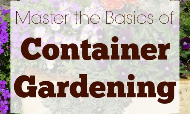 How to Master the Basics of Container Gardening