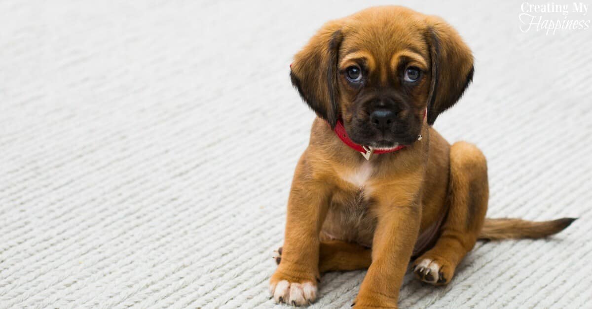 How to Pick the Perfect Dog for Your Family