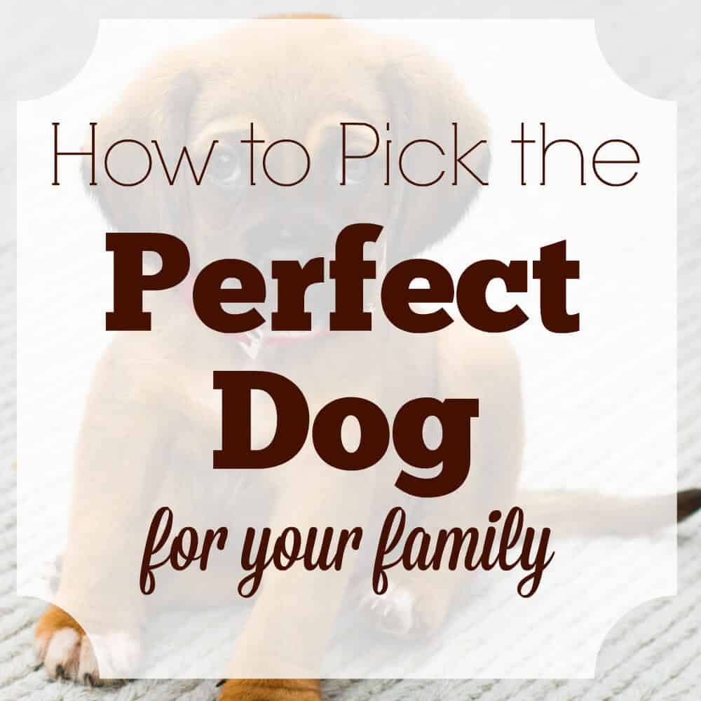 How to Pick the Perfect Dog for Your Family